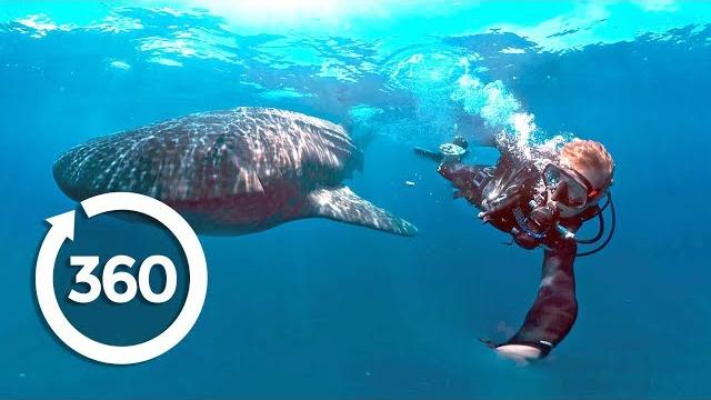 Protecting Ocean Anchor Species (360 Video) Protecting Ocean Anchor Species (360 Video)