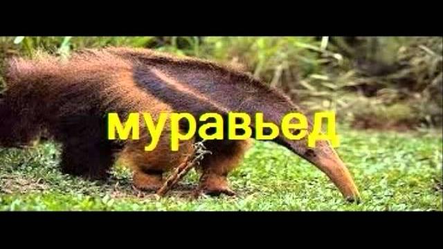 Животные экваториального леса Животные экваториального леса