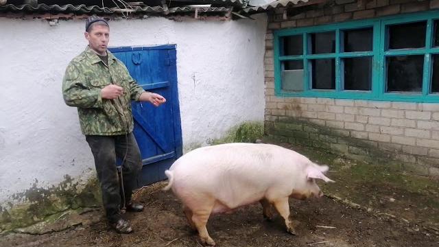 Ловля свиньи самым простым способом Ловля свиньи самым простым способом