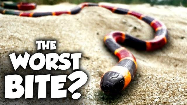 The Worst Snake Bites in the US Ranked The Worst Snake Bites in the US Ranked