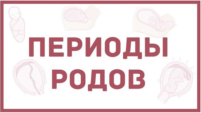 Периоды родов - физиология - кратко Периоды родов - физиология - кратко