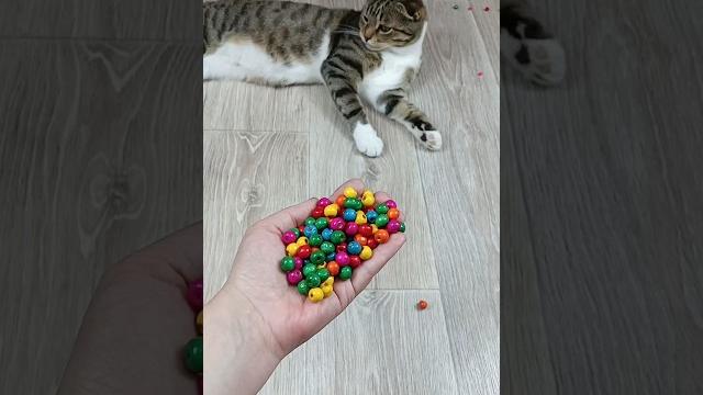 Cat Barsik Beads Domino Reverse Video #cat #catvideos #asatisfyingvideofamily #funny Cat Barsik Beads Domino Reverse Video #cat #catvideos #asatisfyingvideofamily #funny