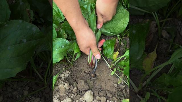 Uproot the plantain #farming #satisfying Uproot the plantain #farming #satisfying