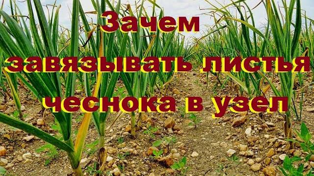 Зачем завязывать листья чеснока в узел Зачем завязывать листья чеснока в узел