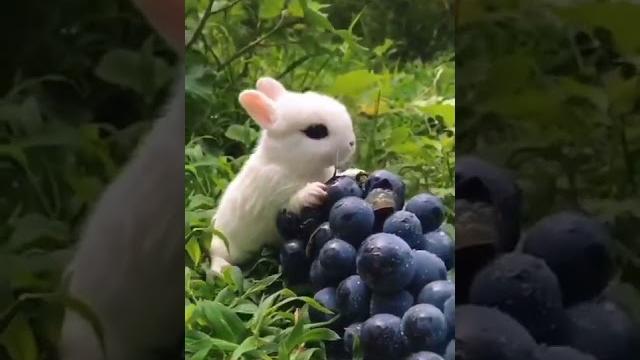 #Кролики Кушают Вкусняшкималенький #кролик #крольчата #Funny Cute #rabbit #babyrabbit #зайка #Кролики Кушают Вкусняшкималенький #кролик #крольчата #Funny Cute #rabbit #babyrabbit #зайка