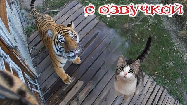 - ТИГРА ВЫЗЫВАЛИ! Приколы с котами! С ОЗВУЧКОЙ! Самые смешные животные! ТЕСТ НА ПСИХИКУ! - ТИГРА ВЫЗЫВАЛИ! Приколы с котами! С ОЗВУЧКОЙ! Самые смешные животные! ТЕСТ НА ПСИХИКУ!