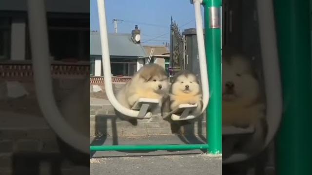 Прикольные#собачки #щенки #маленькие #пушистики #Funny #Cute #puppy #dogs #animals#shorts Прикольные#собачки #щенки #маленькие #пушистики #Funny #Cute #puppy #dogs #animals#shorts