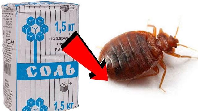 Как избавиться от клопов за 7 минут! Как избавиться от клопов за 7 минут!