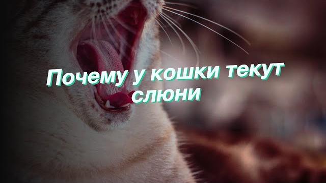 Почему у кошки текут слюни Почему у кошки текут слюни