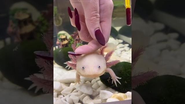 Кому не надо покупать аксолотля! #axolotl #аксолотль Кому не надо покупать аксолотля! #axolotl #аксолотль