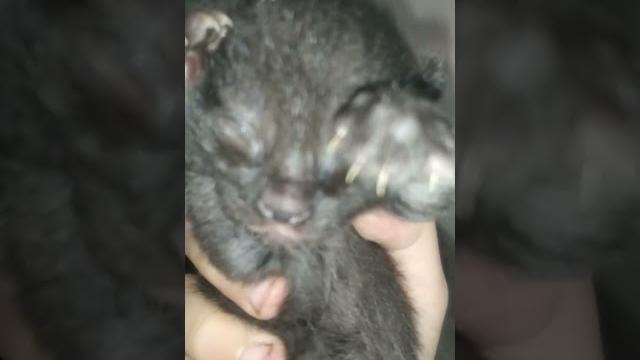 Я вернулась! (у котят открываются глазки!) Я вернулась! (у котят открываются глазки!)