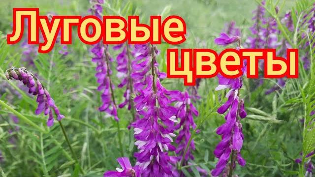 Луговые цветы/Цветы и музыка/Музыкальное видео для отдыха/Meadow flowers and music/relaxation video/ Луговые цветы/Цветы и музыка/Музыкальное видео для отдыха/Meadow flowers and music/relaxation video/