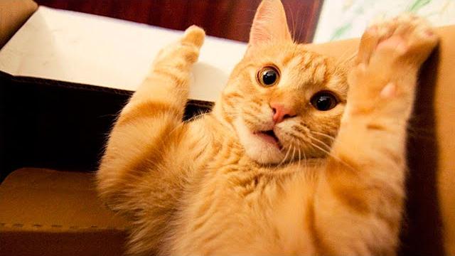 РЫЖИЕ КОШКИ самые смешные? Лучшие приколы с рыжими котами| СМЕШНЫЕ ЖИВОТНЫЕ| FUNNIEST GINGER CATS РЫЖИЕ КОШКИ самые смешные? Лучшие приколы с рыжими котами| СМЕШНЫЕ ЖИВОТНЫЕ| FUNNIEST GINGER CATS