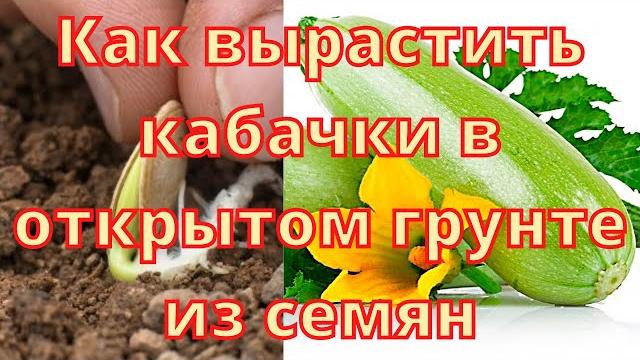 Как вырастить кабачки в открытом грунте из семян Как вырастить кабачки в открытом грунте из семян