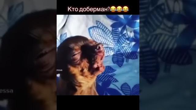 Кто доберман? Кто доберман?
