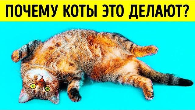 Почему кошки ложатся на спину при виде вас Почему кошки ложатся на спину при виде вас