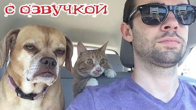 Приколы с котами! - Смешные коты С ОЗВУЧКОЙ — Смешные видео с животными! Ржака до слёз! Приколы с котами! - Смешные коты С ОЗВУЧКОЙ — Смешные видео с животными! Ржака до слёз!