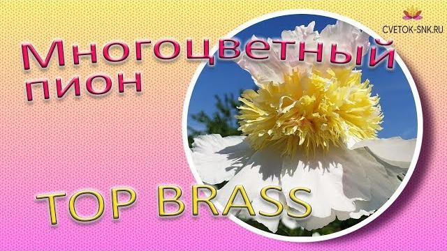 Многоцветный пион TOP BRASS / Сад Ворошиловой Многоцветный пион TOP BRASS / Сад Ворошиловой