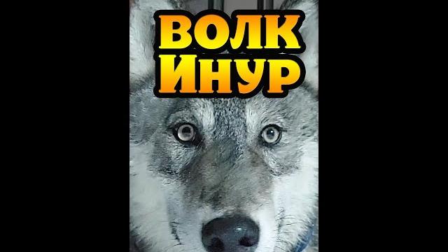 Волк Инур. Inur RusWolfDog. Шикарный волкособ. Волк Инур. Inur RusWolfDog. Шикарный волкособ.