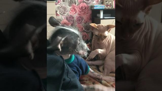 СФИНКС БЕЗ НАСТРОЕНИЯ!)) СМЕШНОЕ ВИДЕО. СМЕШНО ДО СЛЁЗ. ПРИКОЛЫ С КОТИКАМИ. СФИНКСОМАНИЯ! КОТЭ. СФИНКС БЕЗ НАСТРОЕНИЯ!)) СМЕШНОЕ ВИДЕО. СМЕШНО ДО СЛЁЗ. ПРИКОЛЫ С КОТИКАМИ. СФИНКСОМАНИЯ! КОТЭ.