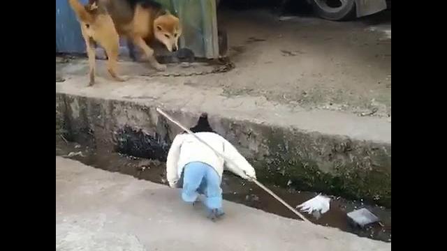 Брутальный петух в штанах с палкой идёт по двору Брутальный петух в штанах с палкой идёт по двору