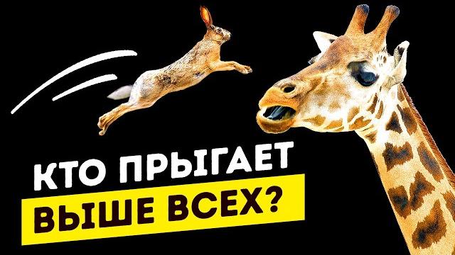 Кто прыгает выше всех? Кто прыгает выше всех?
