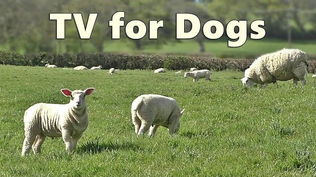 Dog TV Watching - Videos for Dogs - Sheep Sounds and Lambs Baaing ~ Relax with Nature Dog TV Watching - Videos for Dogs - Sheep Sounds and Lambs Baaing ~ Relax with Nature