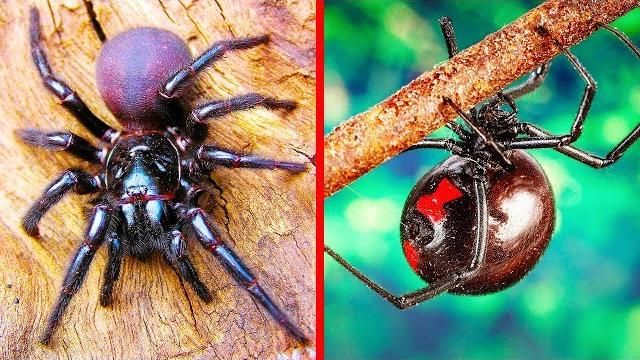 9 Самых Ядовитых Пауков в Мире 9 Самых Ядовитых Пауков в Мире