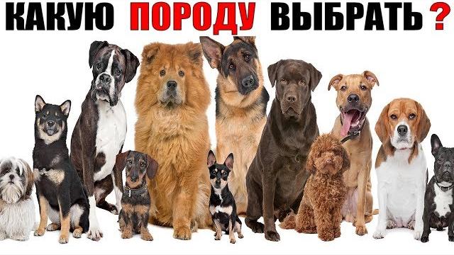 Какая самая лучшая порода собак? (Самый большой ТОП 60 пород собак) Какая самая лучшая порода собак? (Самый большой ТОП 60 пород собак)