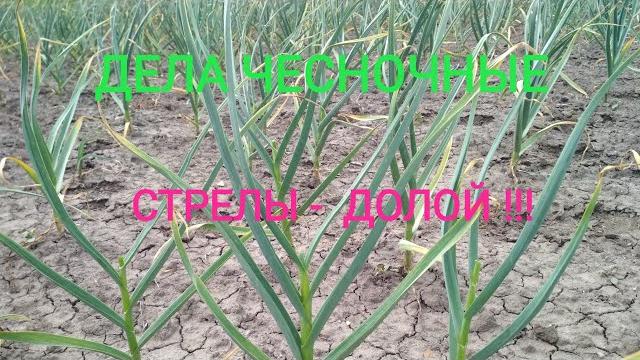 Обрезаем стрелки у чеснока Обрезаем стрелки у чеснока
