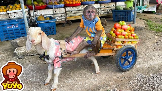 YoYo JR takes goats to harvest vegetables sell and help people around | Full version YoYo JR takes goats to harvest vegetables sell and help people around | Full version