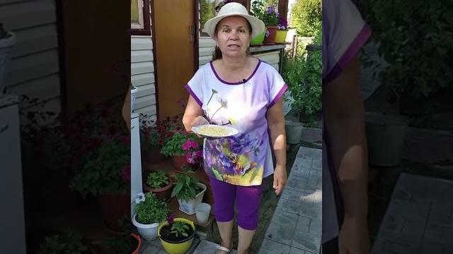 Самое простое средство от муравьев. Самое простое средство от муравьев.