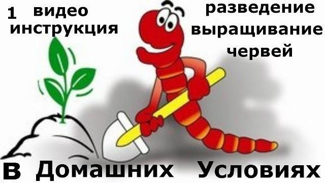 1. Инструкция выращивания червей в домашних условиях. Все секреты разведения дождевых червей. 1. Инструкция выращивания червей в домашних условиях. Все секреты разведения дождевых червей.