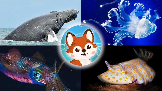 Морские жители. Викторина для детей. Кто живёт под водой? Морские жители. Викторина для детей. Кто живёт под водой?