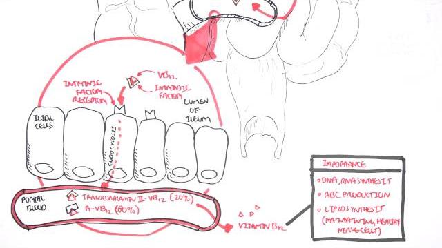 Vitamin B12 Digestion and Absorption Vitamin B12 Digestion and Absorption