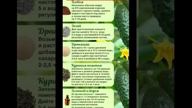 5 эффективных подкормок для огурцов #дача #огород #дачныесоветы #советы #полезныесоветы 5 эффективных подкормок для огурцов #дача #огород #дачныесоветы #советы #полезныесоветы