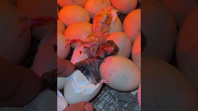Charming Egg hatching ever seen Charming Egg hatching ever seen