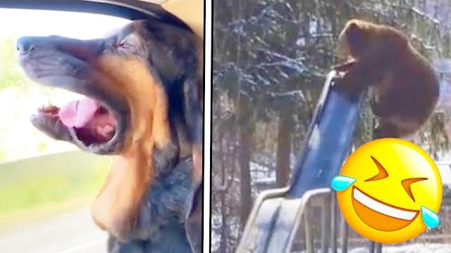 ПРИКОЛЫ ПРО ЖИВОТНЫХ! СМЕШНОЕ ВИДЕО ПРО ЖИВОТНЫХ! ПРИКОЛЫ ПРО КОШЕК И СОБАК И НЕ ТОЛЬКО! ПРИКОЛЫ ПРО ЖИВОТНЫХ! СМЕШНОЕ ВИДЕО ПРО ЖИВОТНЫХ! ПРИКОЛЫ ПРО КОШЕК И СОБАК И НЕ ТОЛЬКО!