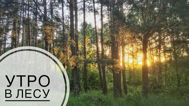 Утро в лесу. Видео природы. Sounds of nature. Утро в лесу. Видео природы. Sounds of nature.