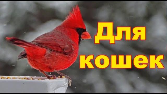 Новые Кино Для кошек и собак Новые Кино Для кошек и собак