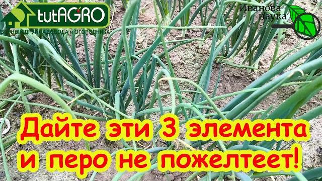 ЧЕМ ПОДКОРМИТЬ ЛУК ЛЕТОМ? От этой простой подкормки репка крепкая, шейка тонкая, лежкость отличная! ЧЕМ ПОДКОРМИТЬ ЛУК ЛЕТОМ? От этой простой подкормки репка крепкая, шейка тонкая, лежкость отличная!