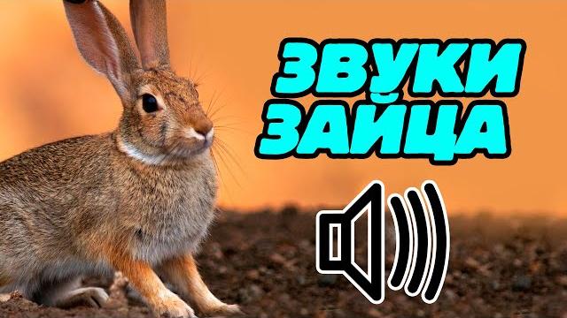 Звук зайца: какой звук издаёт заяц? Голос зайца Звук зайца: какой звук издаёт заяц? Голос зайца