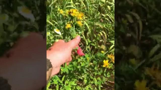 Зверобой для чая Зверобой для чая