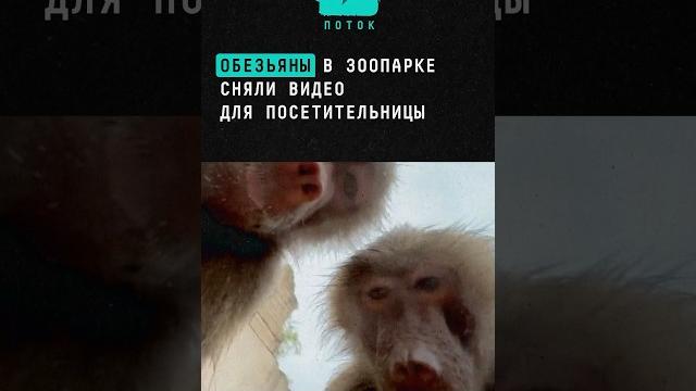Обезьяны в зоопарке сняли для посетительницы видео #новости #поток #обезьяна #зоопарк #животные #мем Обезьяны в зоопарке сняли для посетительницы видео #новости #поток #обезьяна #зоопарк #животные #мем