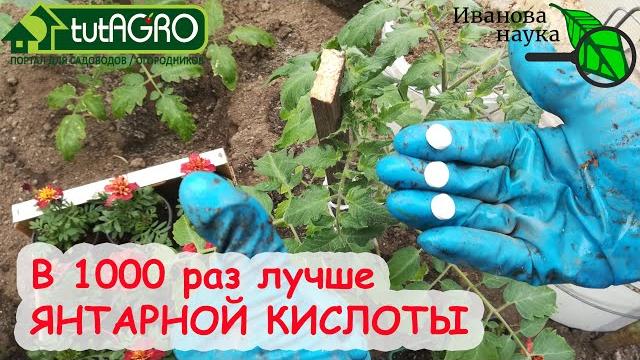 ОГУРЦЫ и ТОМАТЫ НЕ РАСТУТ? Даже ХИЛЫЕ пойдут в рост! Рецепт домашней салицилово-дрожжевой подкормки. ОГУРЦЫ и ТОМАТЫ НЕ РАСТУТ? Даже ХИЛЫЕ пойдут в рост! Рецепт домашней салицилово-дрожжевой подкормки.
