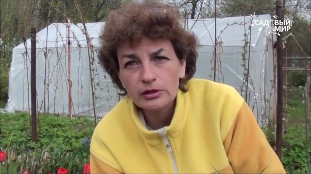 Почему рябчики не цветут. Сайт "Садовый мир" Почему рябчики не цветут. Сайт "Садовый мир"