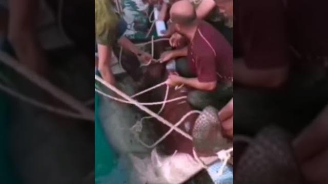 НОВОСТИ в Египте акула напала на Россиянина НОВОСТИ в Египте акула напала на Россиянина