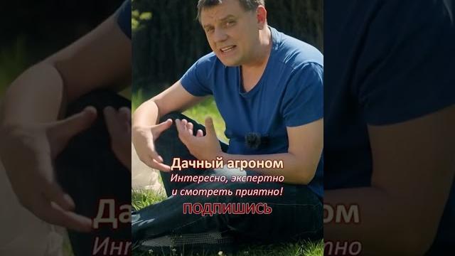 ПЕРЕОПЫЛЕНИЕ КЛУБНИКИ Дачный агроном #огород ПЕРЕОПЫЛЕНИЕ КЛУБНИКИ Дачный агроном #огород