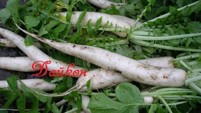 Дайкон что за овощ. Агротехника выращивания. Дайкон что за овощ. Агротехника выращивания.