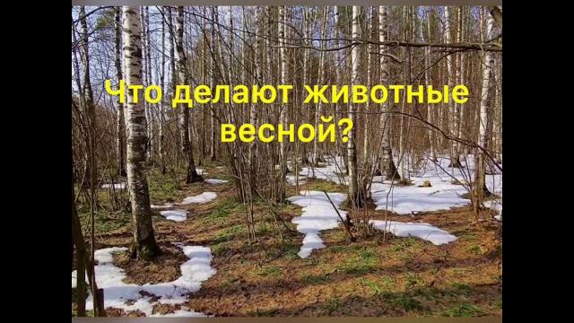 Что делают животные весной? Что делают животные весной?